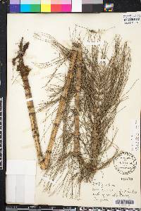 Equisetum fluviatile image