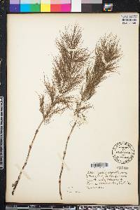 Equisetum sylvaticum image