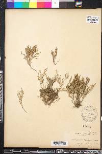 Selaginella bigelovii image