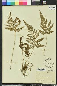 Anemia adiantifolia image