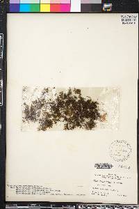 Hymenophyllum revolutum image