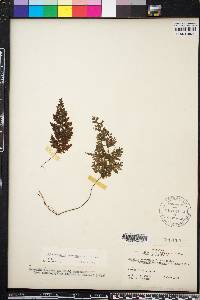 Hymenophyllum poolii image