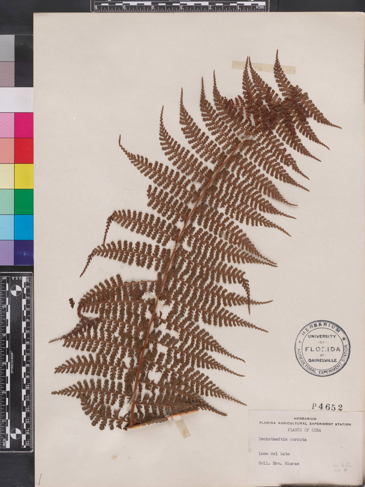 Dennstaedtia cornuta image