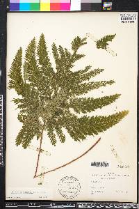 Selaginella haematodes image