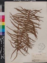 Pteris longifolia image