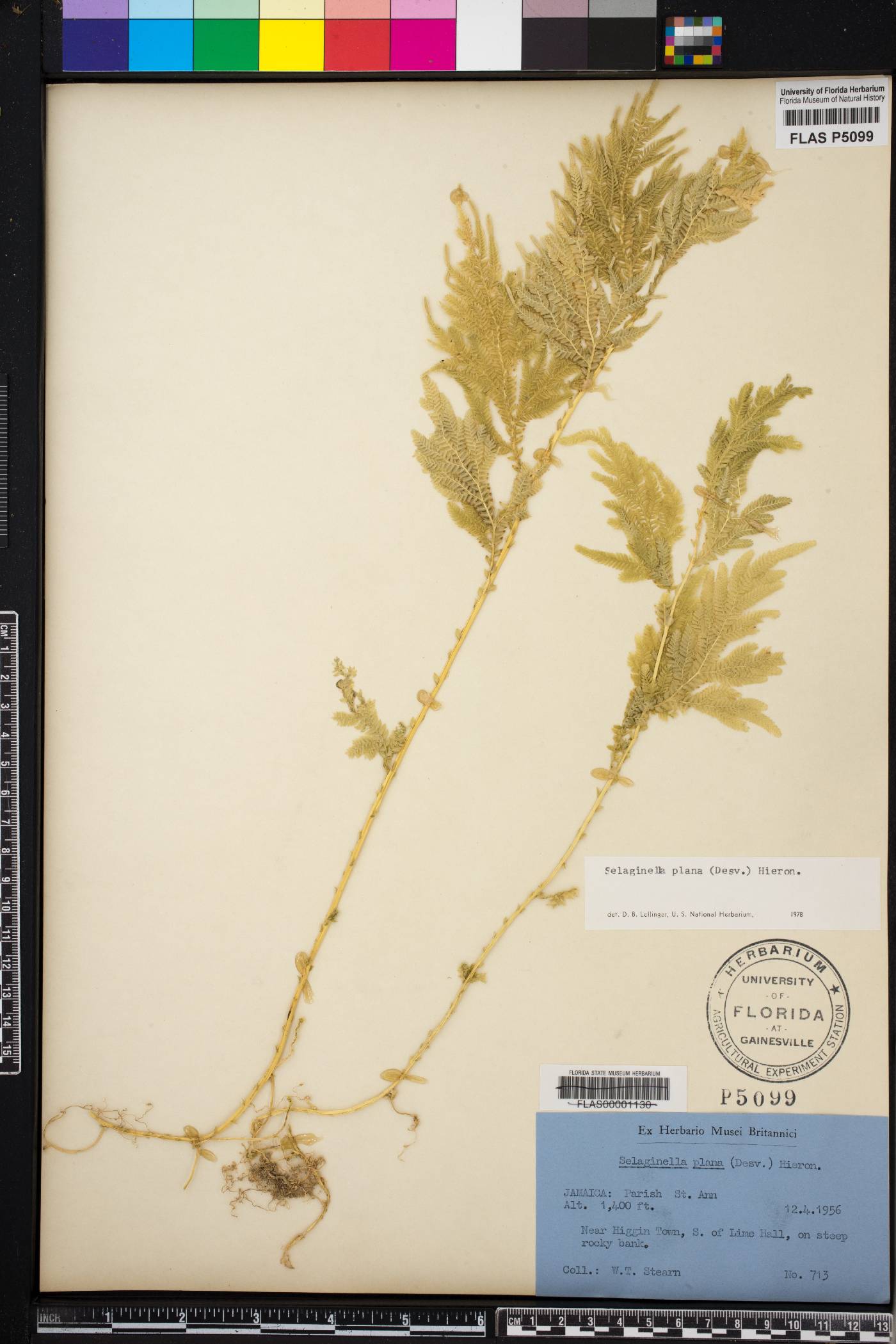 Selaginella plana image