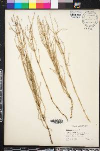 Equisetum palustre image