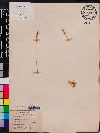 Pseudolycopodiella caroliniana image
