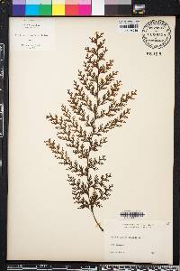 Hymenophyllum scabrum image