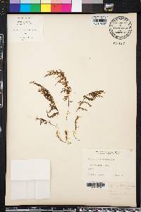 Hymenophyllum recurvum image