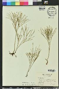 Psilotum nudum image