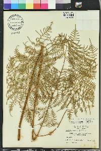 Pteridium aquilinum var. caudatum image