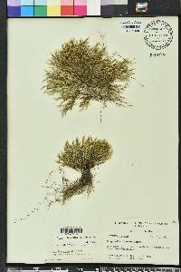 Selaginella arenicola image