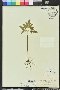 Sceptridium biternatum image