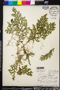 Selaginella krugii image