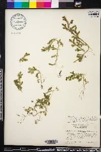 Selaginella stellata image