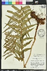 Dryopteris ludoviciana image