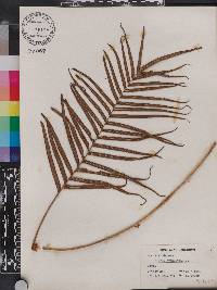 Pteris longifolia image