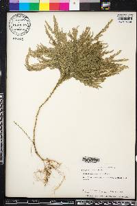 Selaginella arthritica image