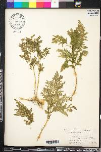 Selaginella anceps image