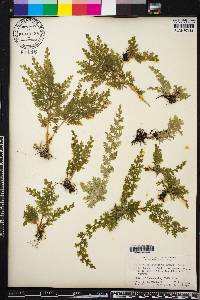 Selaginella pallescens image