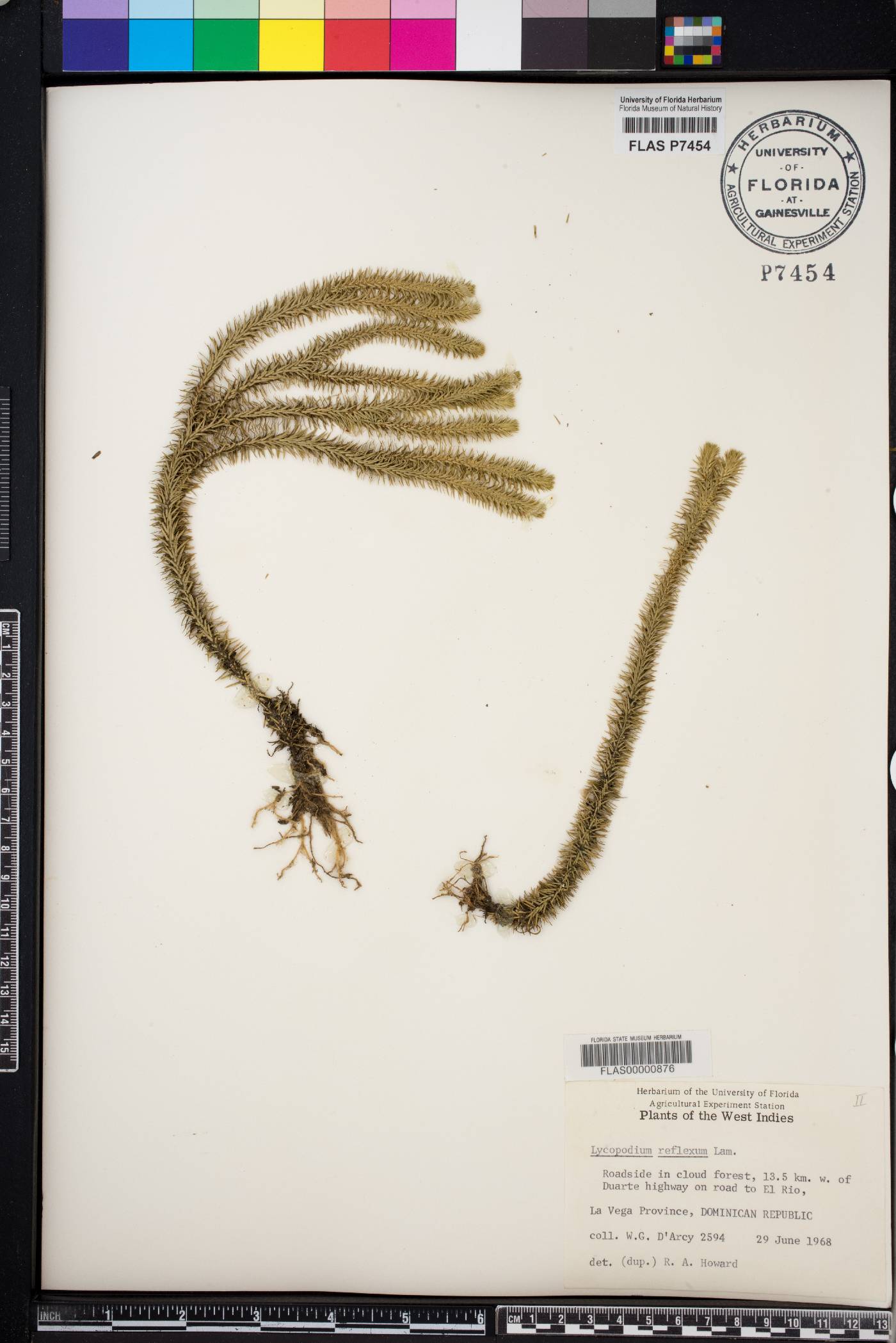Phlegmariurus reflexus image