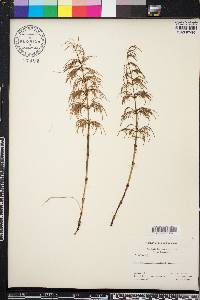 Equisetum sylvaticum image