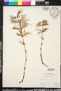 Equisetum sylvaticum image