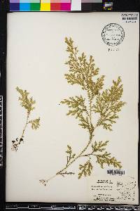 Selaginella sertata image