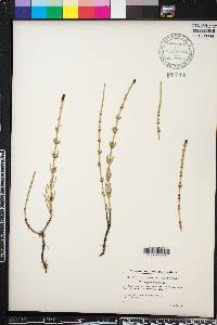 Equisetum palustre image