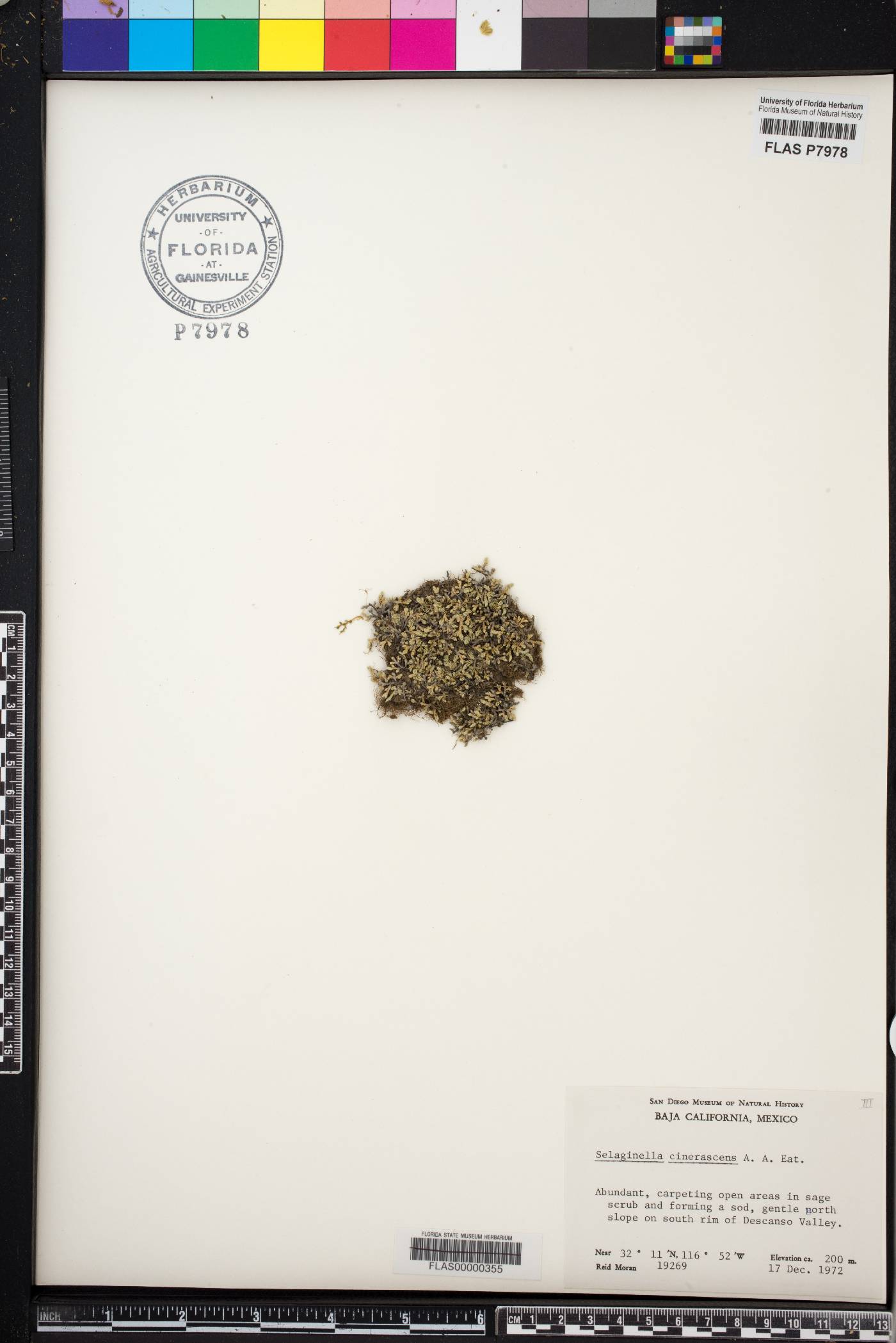 Selaginella cinerascens image