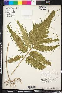 Selaginella anceps image