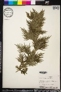 Selaginella plana image