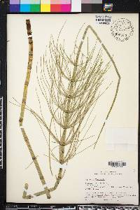 Equisetum fluviatile image