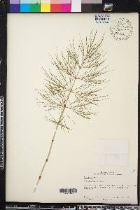 Equisetum sylvaticum image