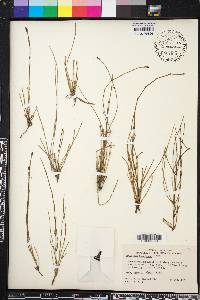 Equisetum bogotense image