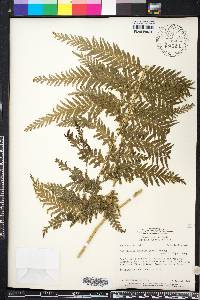 Selaginella exaltata image