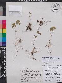 Marsilea vestita image