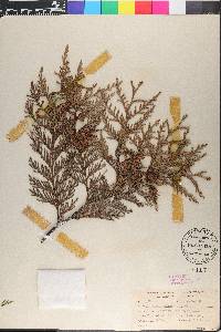 Thuja plicata image