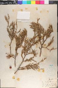 Juniperus flaccida image