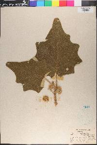 Solanum hirtum image