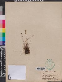 Schizaea pusilla image