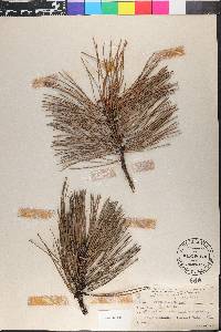 Pinus rigida image