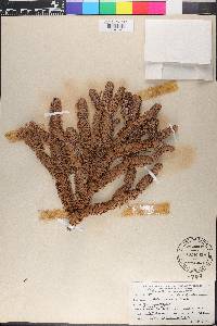 Abies procera image