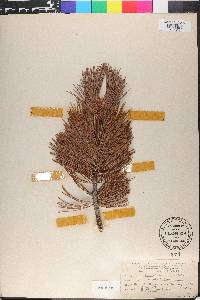 Pinus albicaulis image