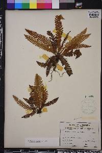 Blechnum spicant image