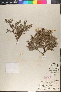 Thuja occidentalis image