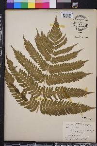 Dryopteris goldieana image