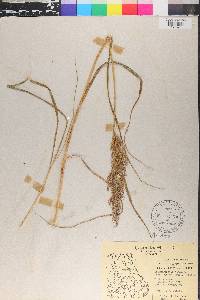 Calamagrostis canadensis var. scabra image