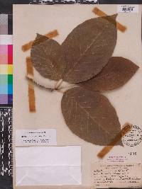 Magnolia acuminata image